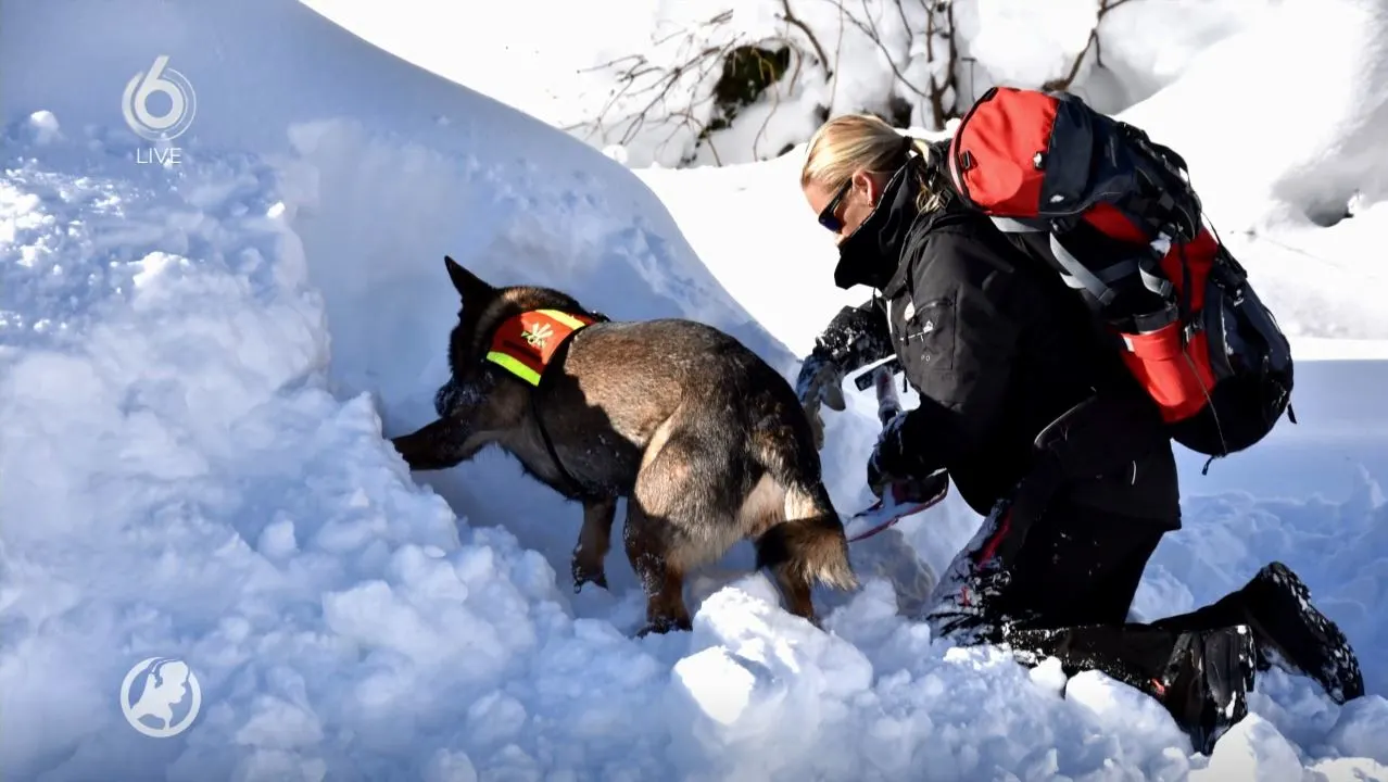 Lawinehond Andy gaat Nederland vertegenwoordigen op WK in Oostenrijk