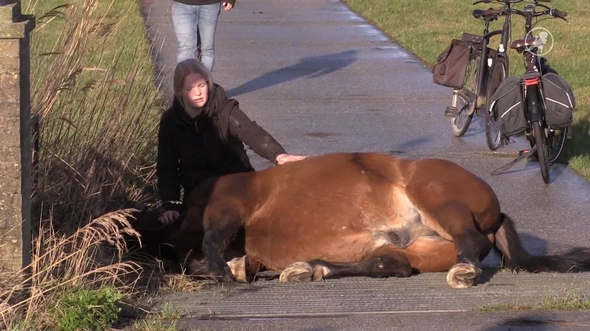 Paard Diego vast in wildrooster, brandweer moet ingrijpen