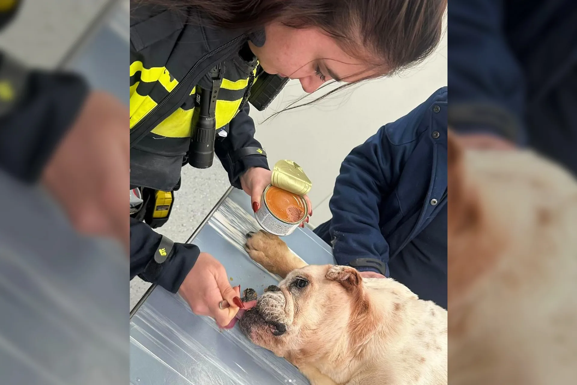 Politie treft doodzieke hond aan in donkere kamer: 'Met spoed naar dierenziekenhuis'