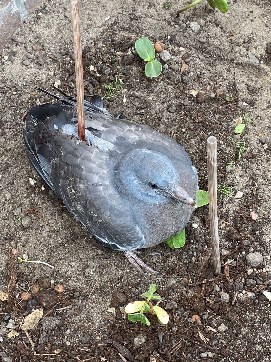 Gespietst duifje gevonden in Amsterdam: 'Walgelijk!'