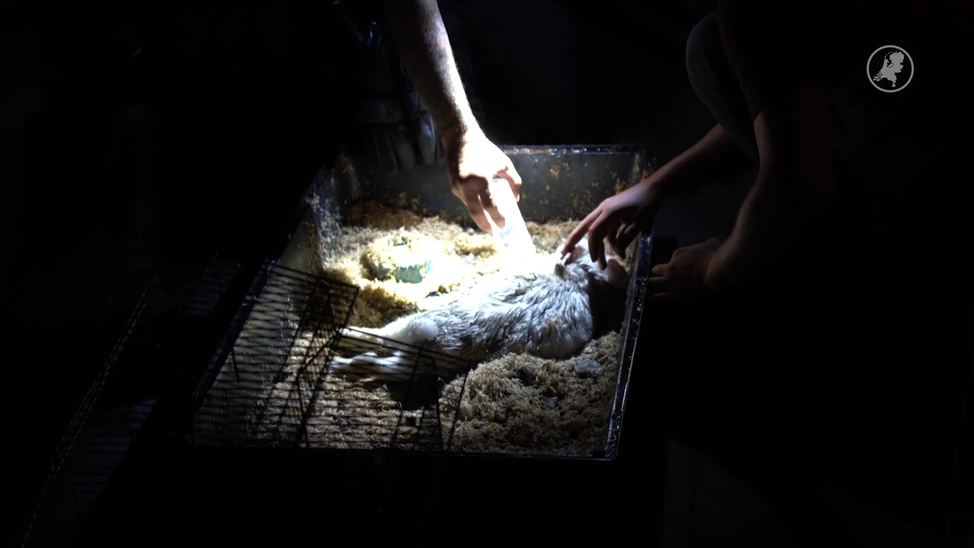 Woningbrand in Zwolle: man en konijn gered