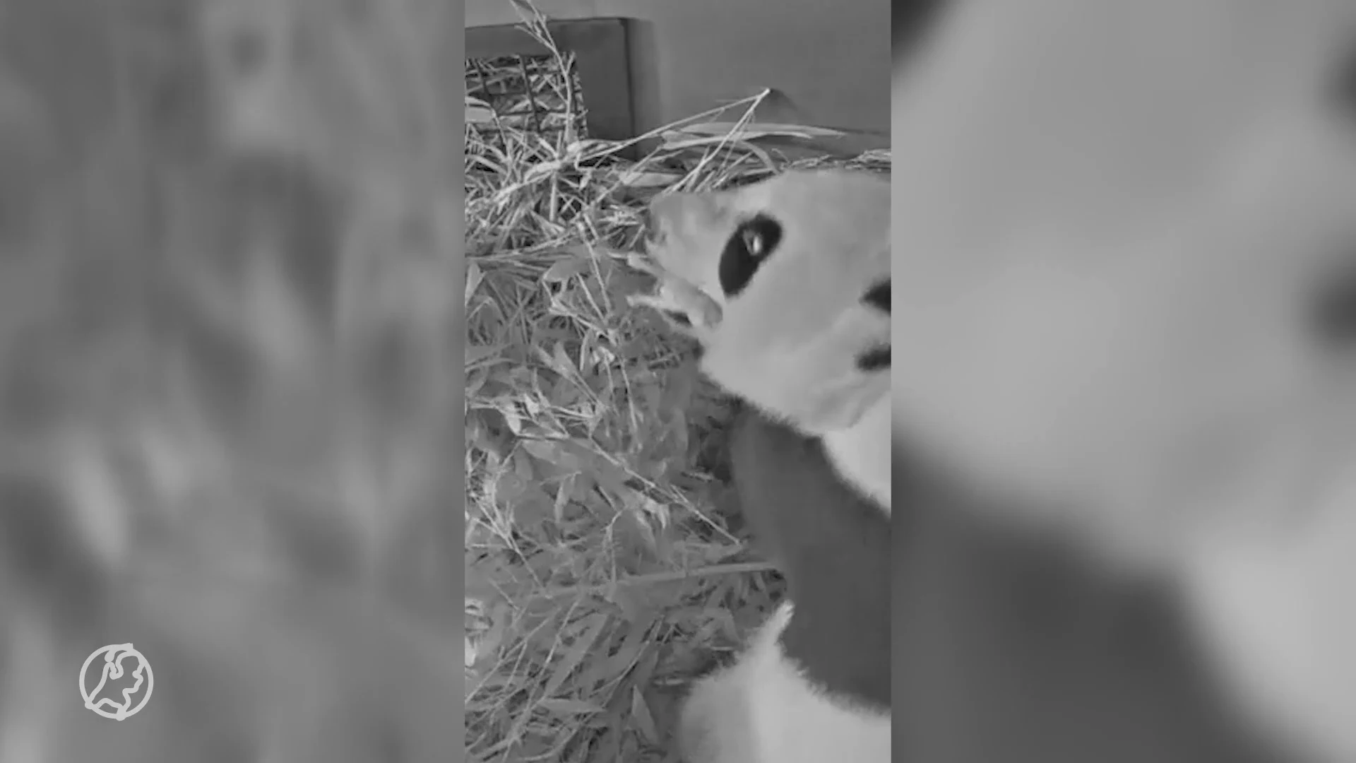 Opnieuw reuzenpanda geboren in Ouwehands Dierenpark, ook een overleden