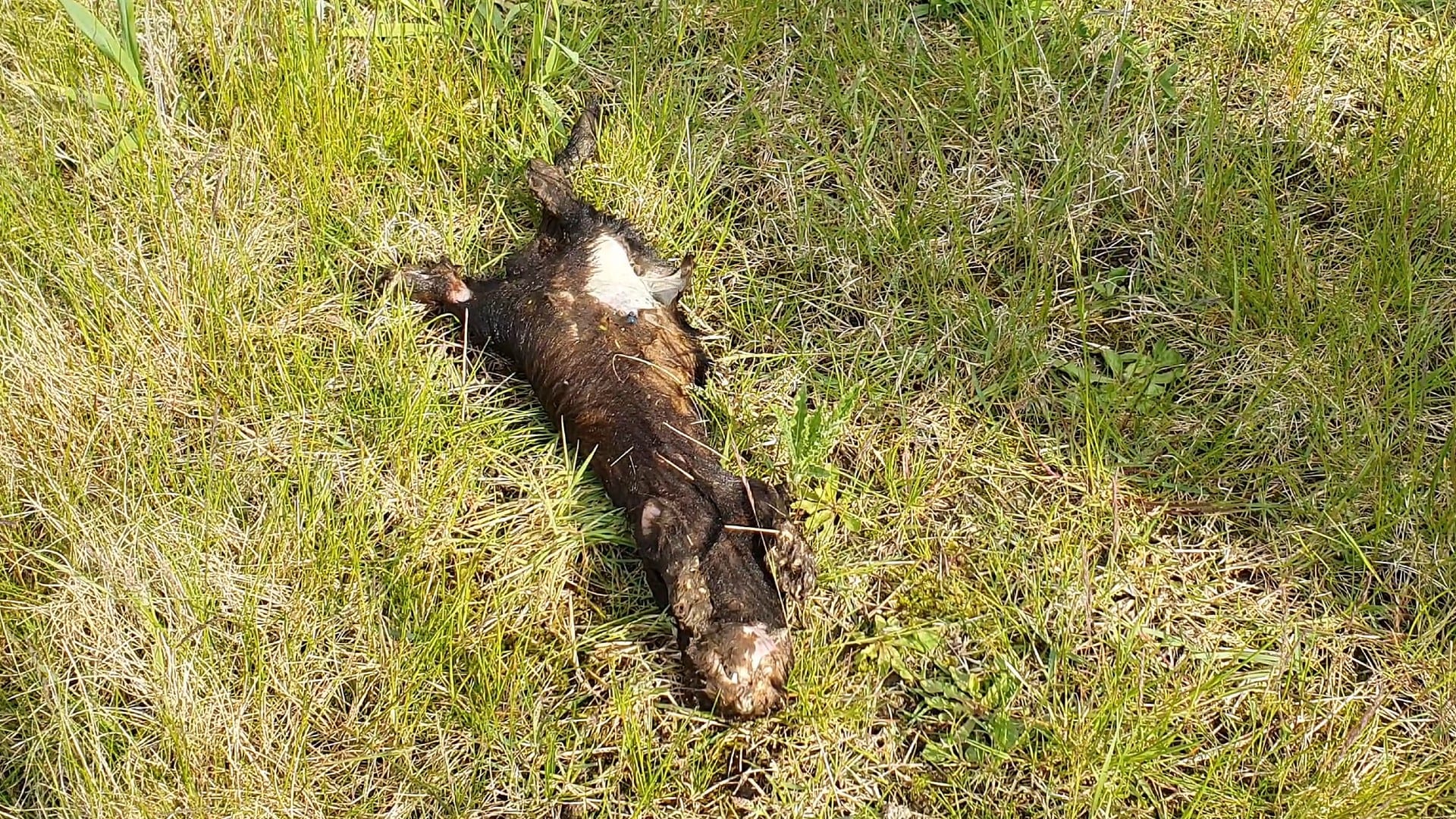 Brandweer rukt groots uit voor persoon te water, maar treft dood dier