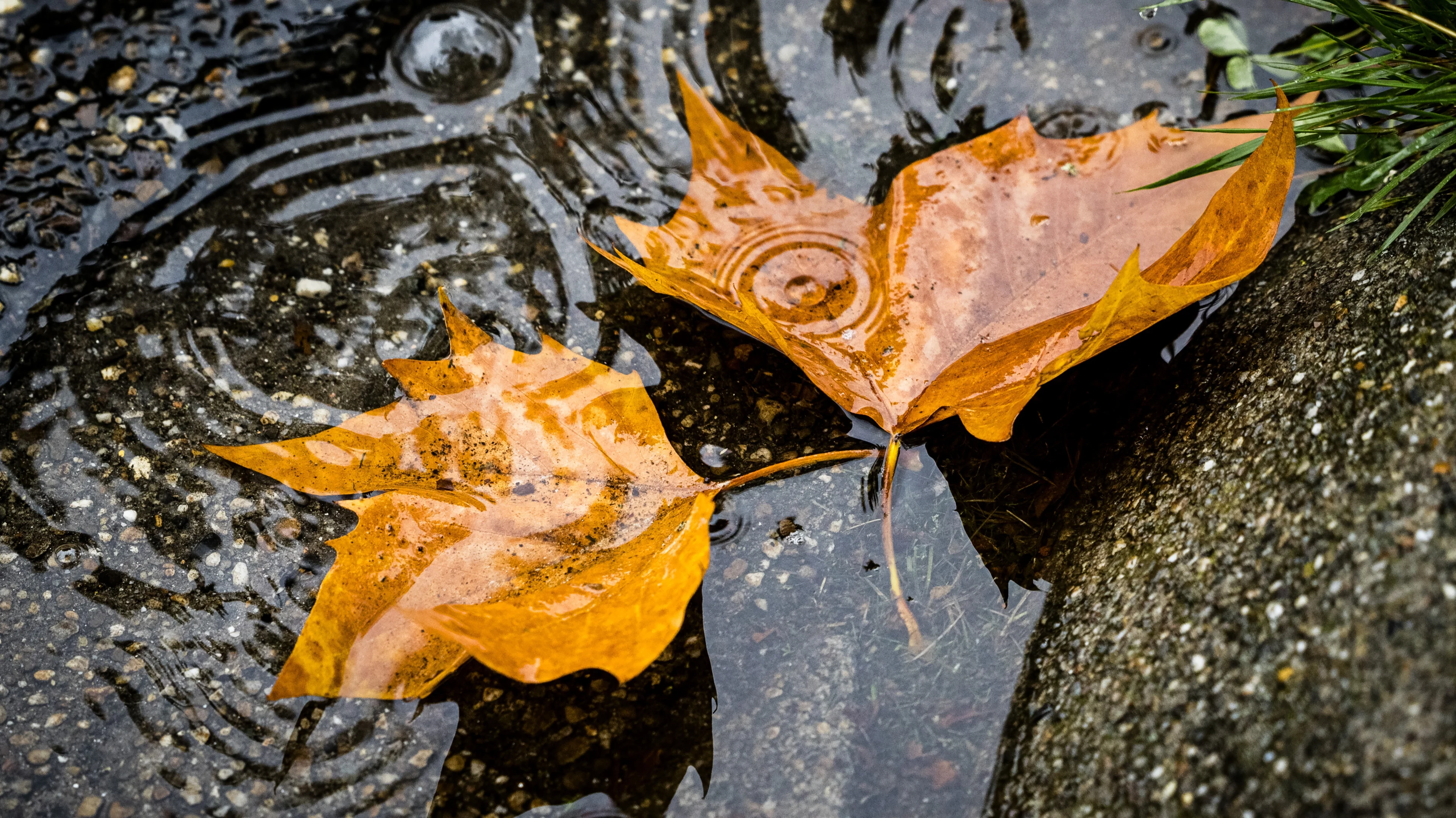 Eerste herfststorm achter de rug, maar buien houden nog even aan