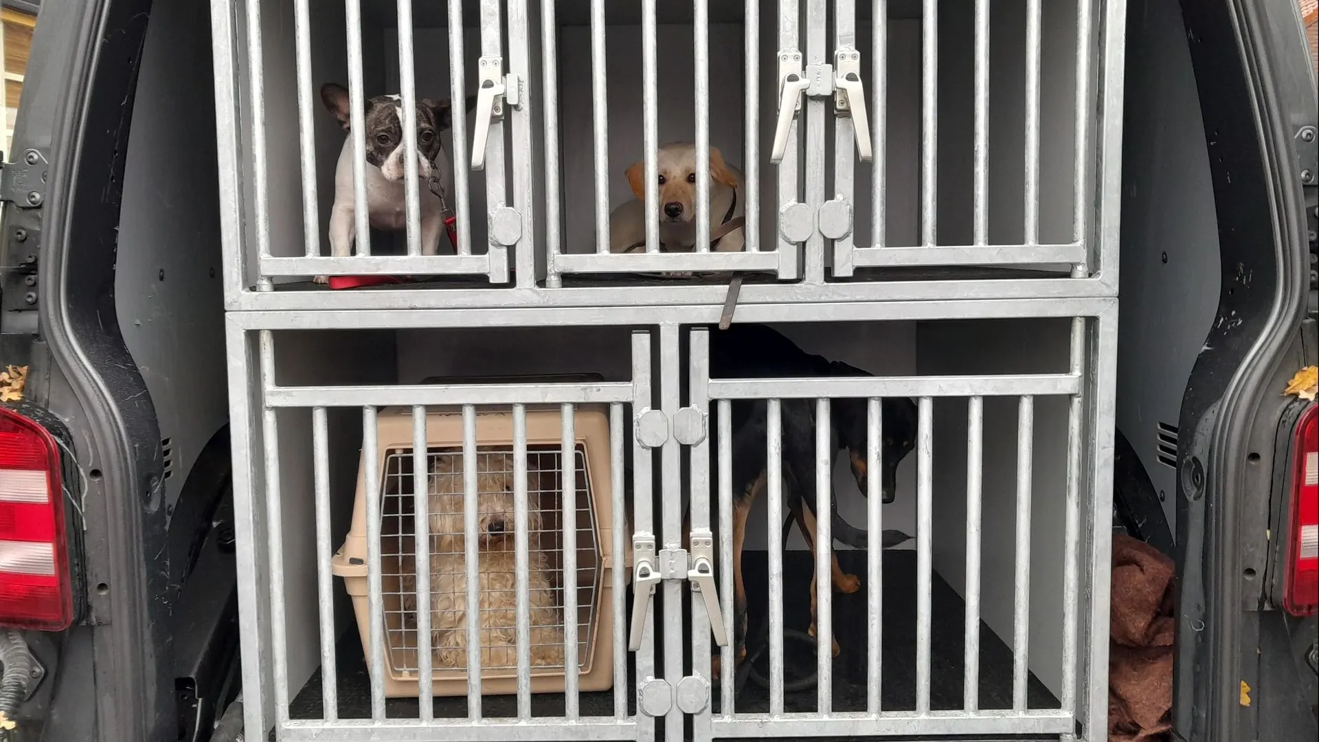 Wéér verwaarloosde dieren weggehaald bij hardleerse bewoners in Bergen