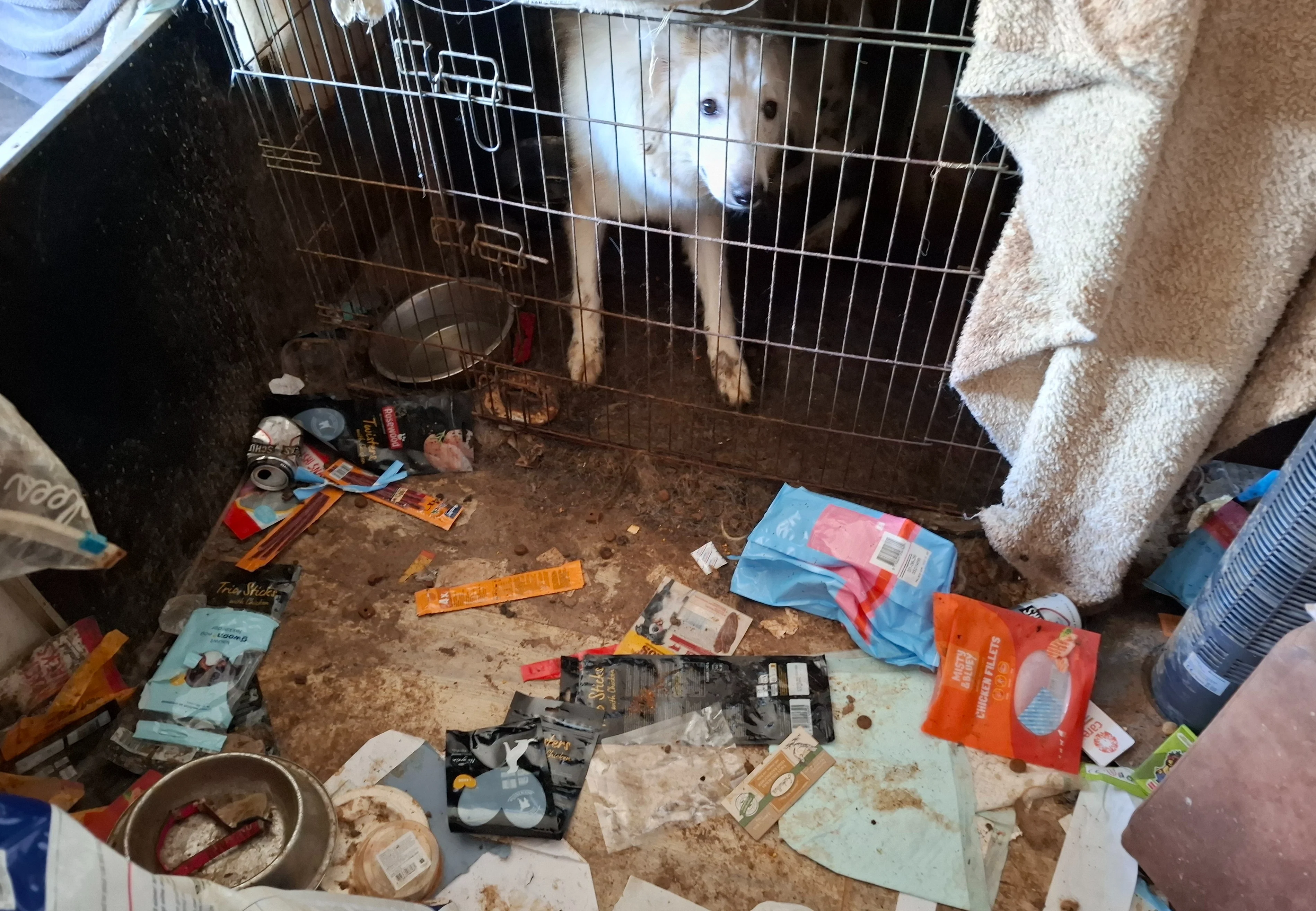 Zwitserse herder uit zeer ernstig vervuilde Zaanse woning gehaald