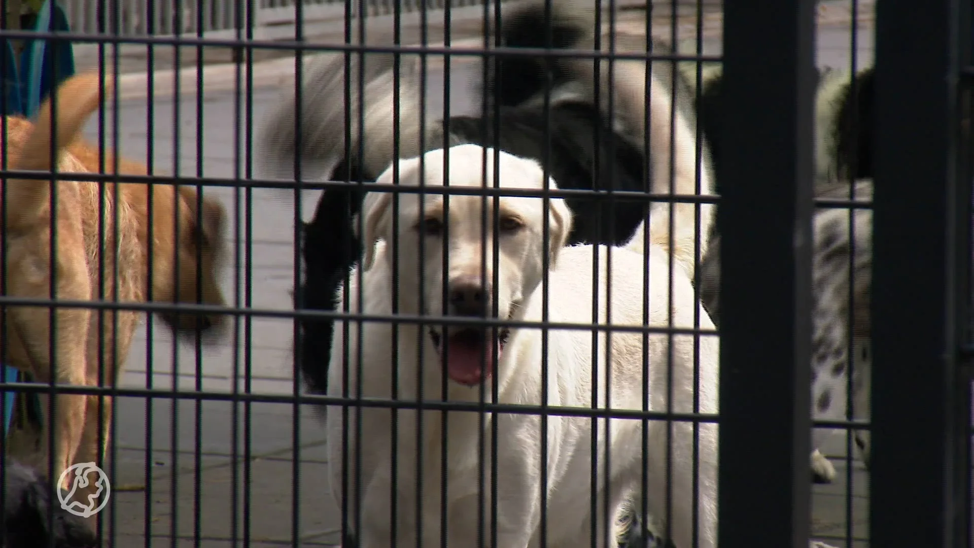 Aantal dierenpensions flink gestegen, opvangplaatsen blijft krap