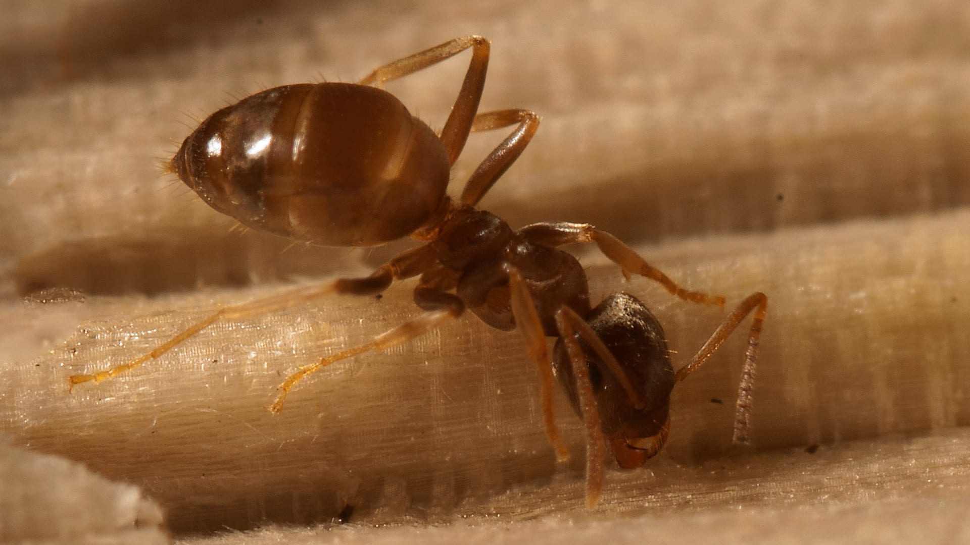 Exotische plaagmier rukt snel op in Nederland: bijna niet meer weg te krijgen
