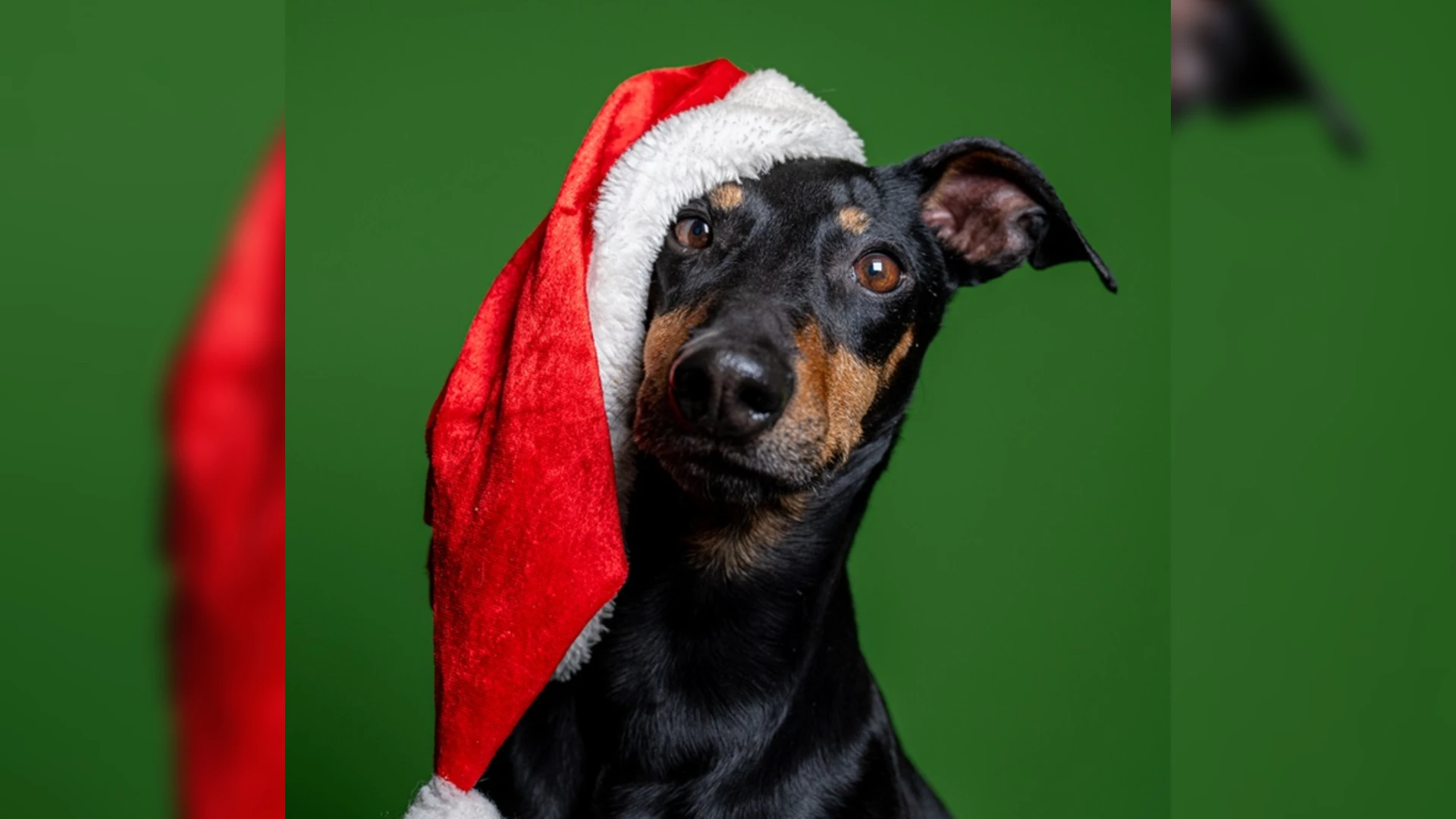 Wie geeft deze viervoeters nog voor de feestdagen een warm thuis?