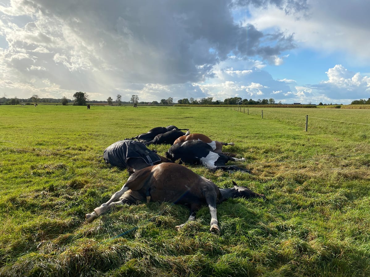 Bliksem kost zeven paarden in Maarheeze het leven: 'Zoiets nog nooit gezien'