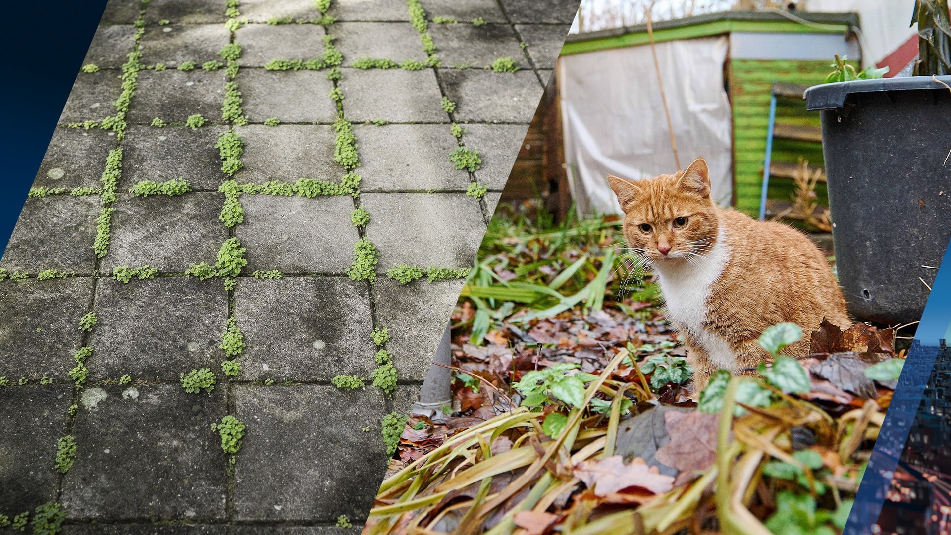 Pas op met deze reiniger in je tuin: erg gevaarlijk voor katten