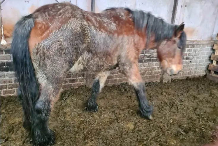 Meerdere zwaar verwaarloosde dieren in beslag genomen op zorgboerderij