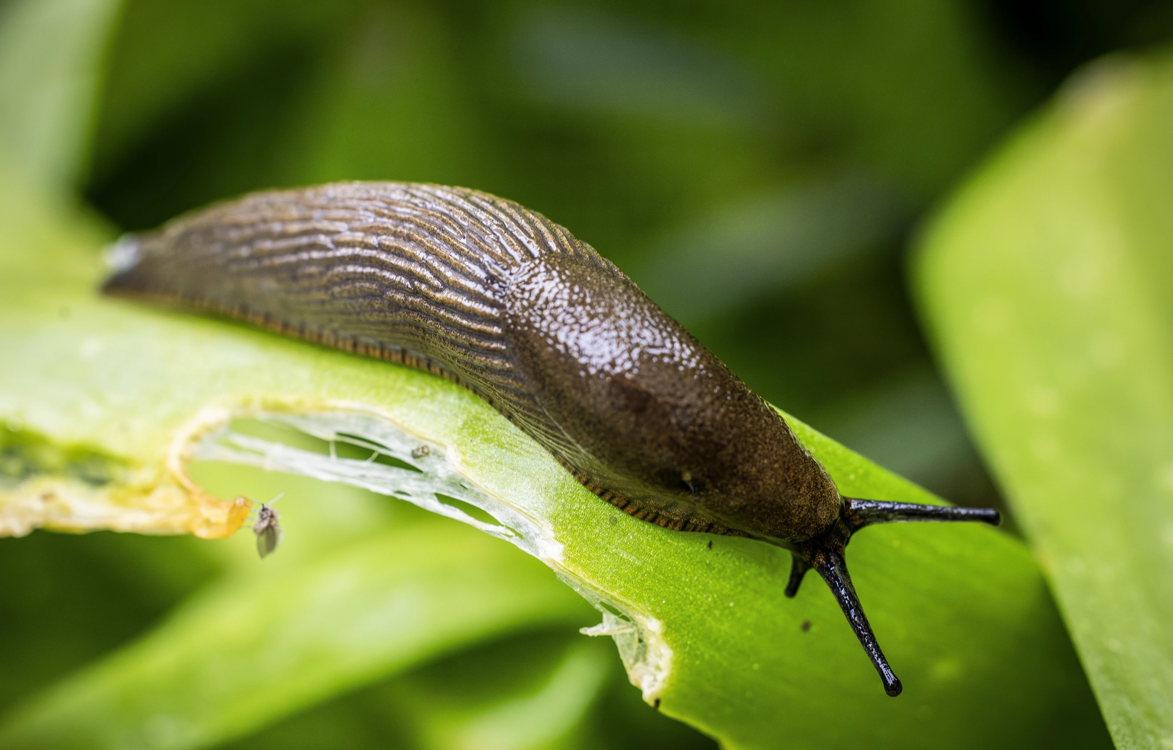Naaktslakken vreten je tuin kaal, maar wat doe je ertegen?