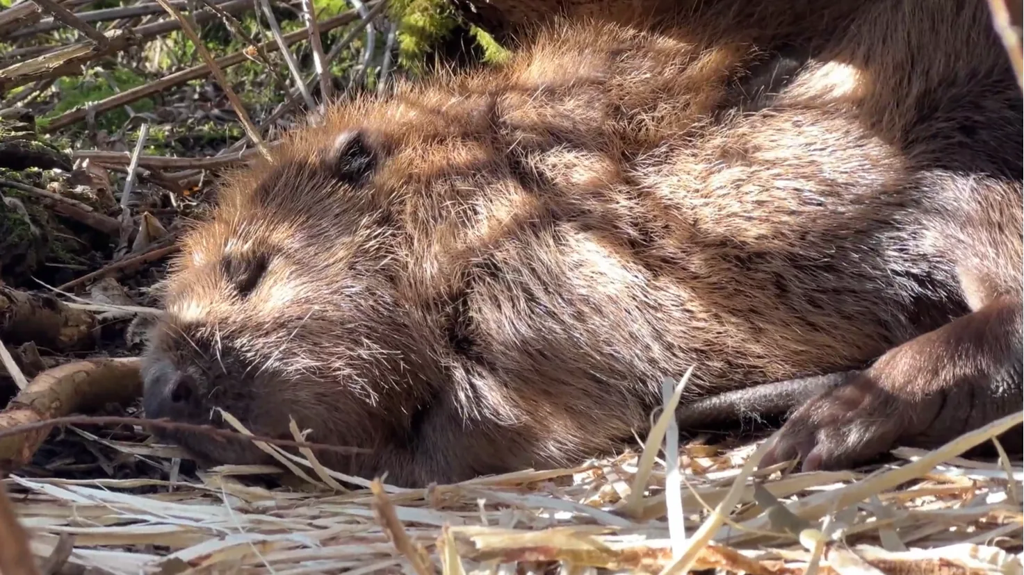 ZIEN: Lenteliefhebber gespot! Bever geniet van eerste warme zonnestralen