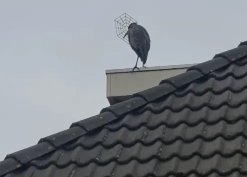 Dierenambulance jaagt op 'gehekdicapte' reiger in Almere-Haven