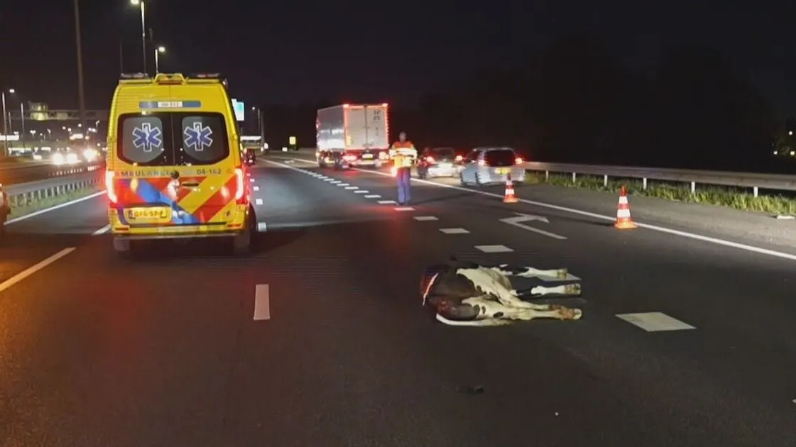 Dodelijke klap op de A28: auto rijdt op losgebroken kalf, bestuurder naar ziekenhuis