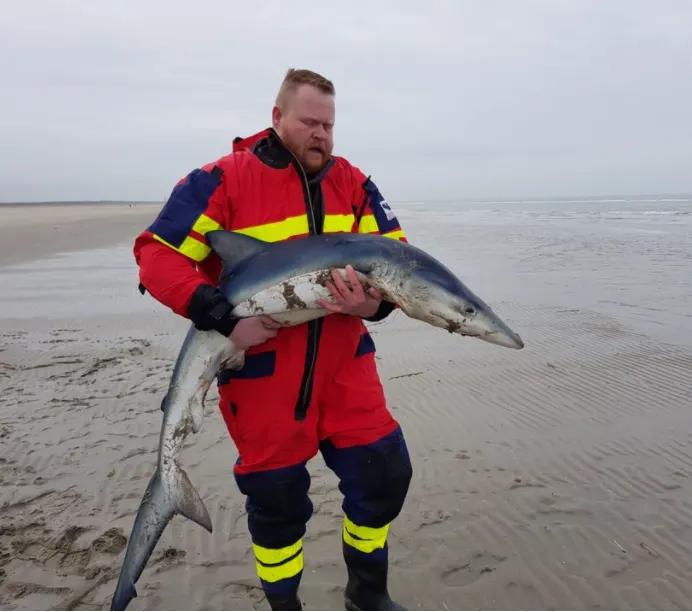 Bijzondere blauwe haai gevonden op het strand van Ouddorp: 'Ze komen hier helemaal niet voor!'