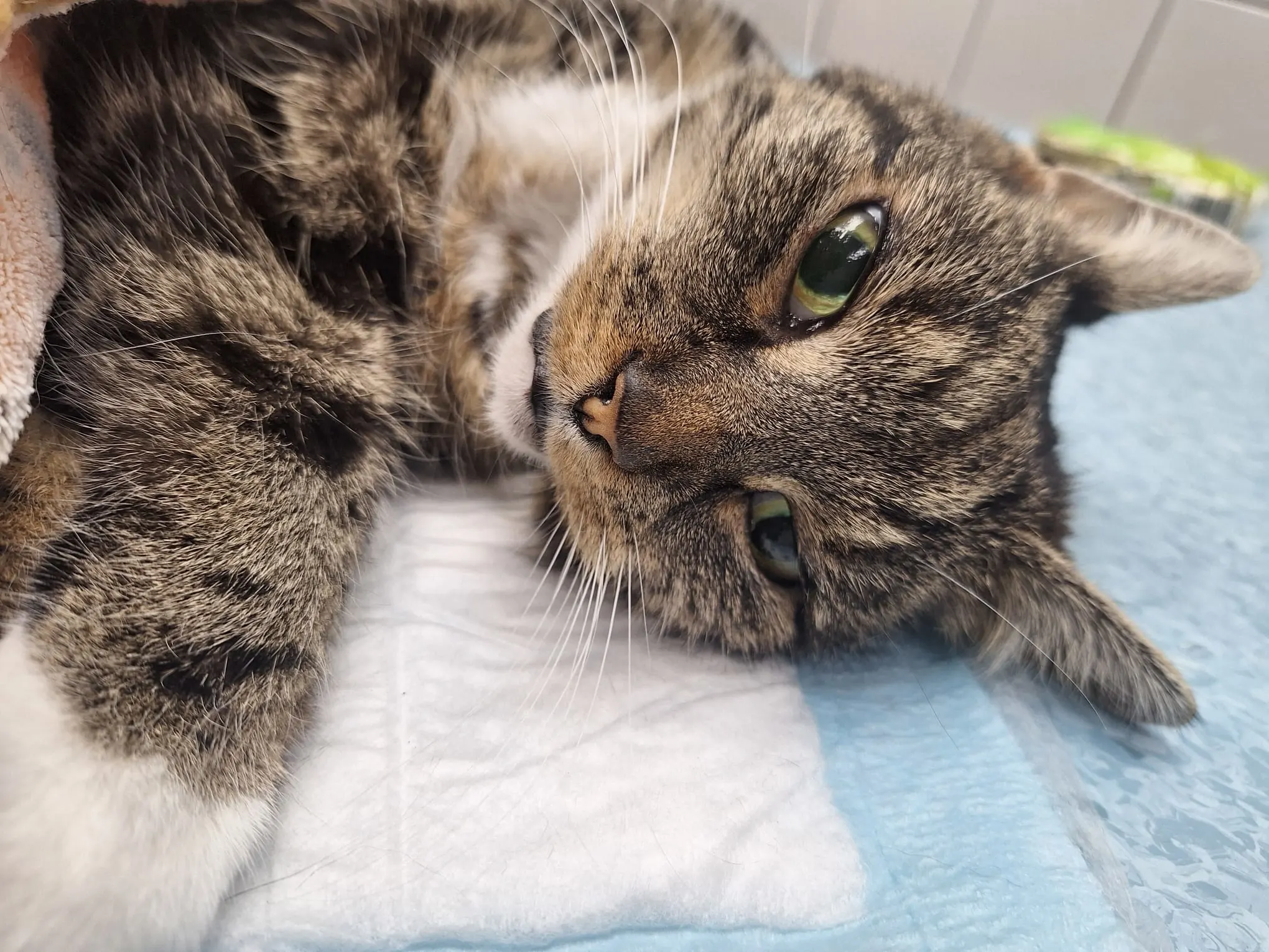 Kat Coco verminkt en mishandeld: 'Met scherpe voorwerpen binnengedrongen'