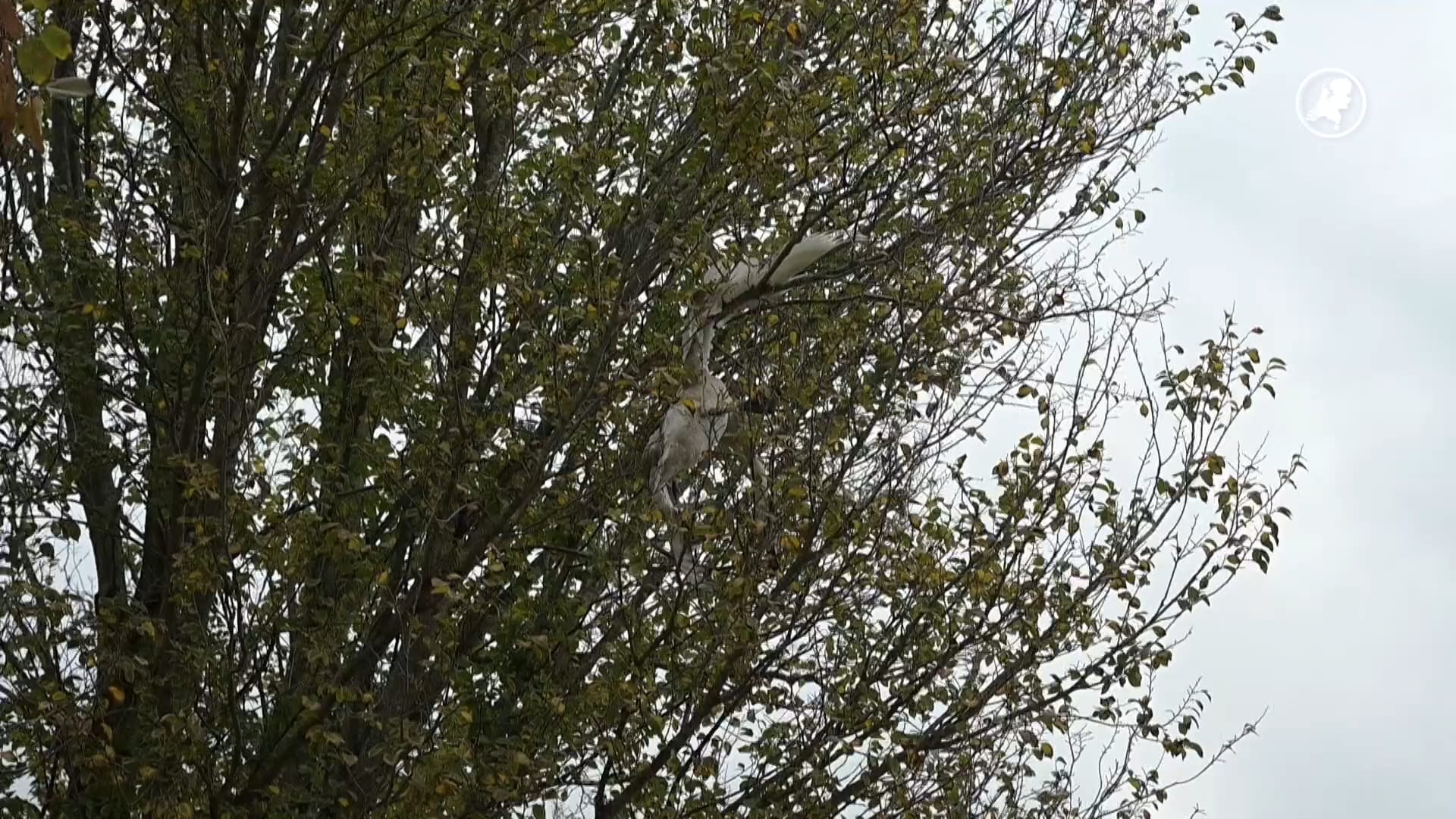 Jonge zwaan komt vast te zitten in boom in Alphen aan den Rijn