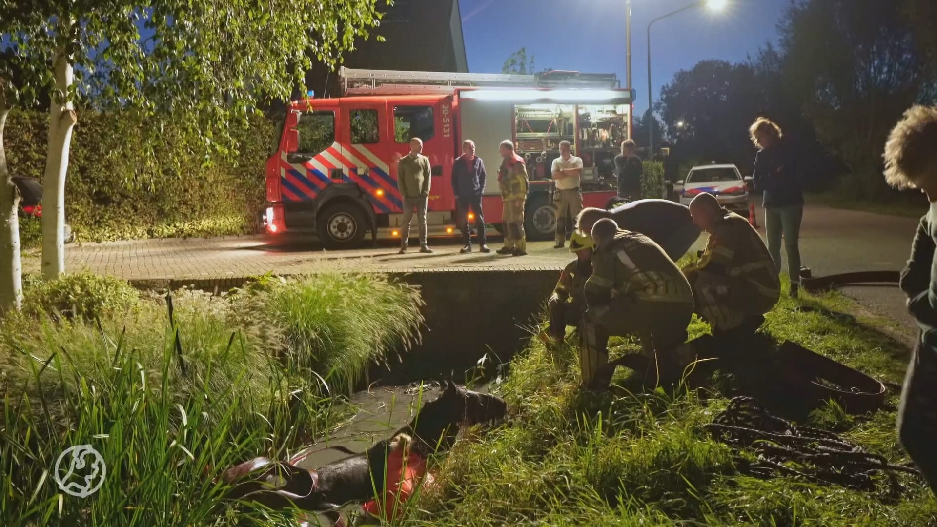 Paard schrikt van auto en valt in sloot