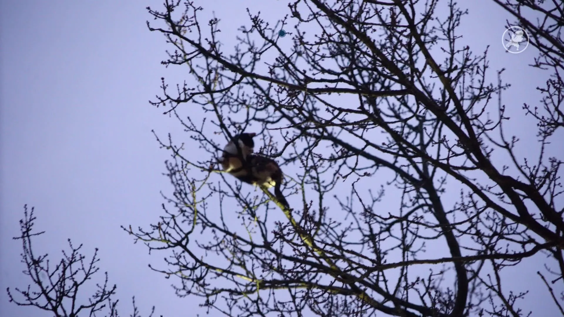 Cat-astrofe voorkomen: Brandweer spuit volhardende kat uit boom