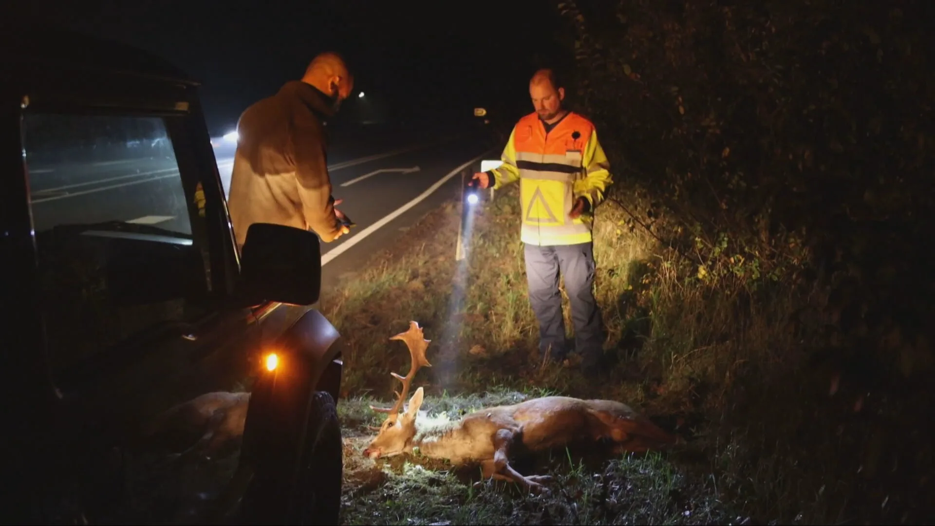 Let op als je de weg op gaat: wintertijd zorgt voor meer dode dieren