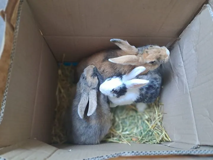 Konijnen in bloedhitte gedumpt voor supermarkt Vlaardingen