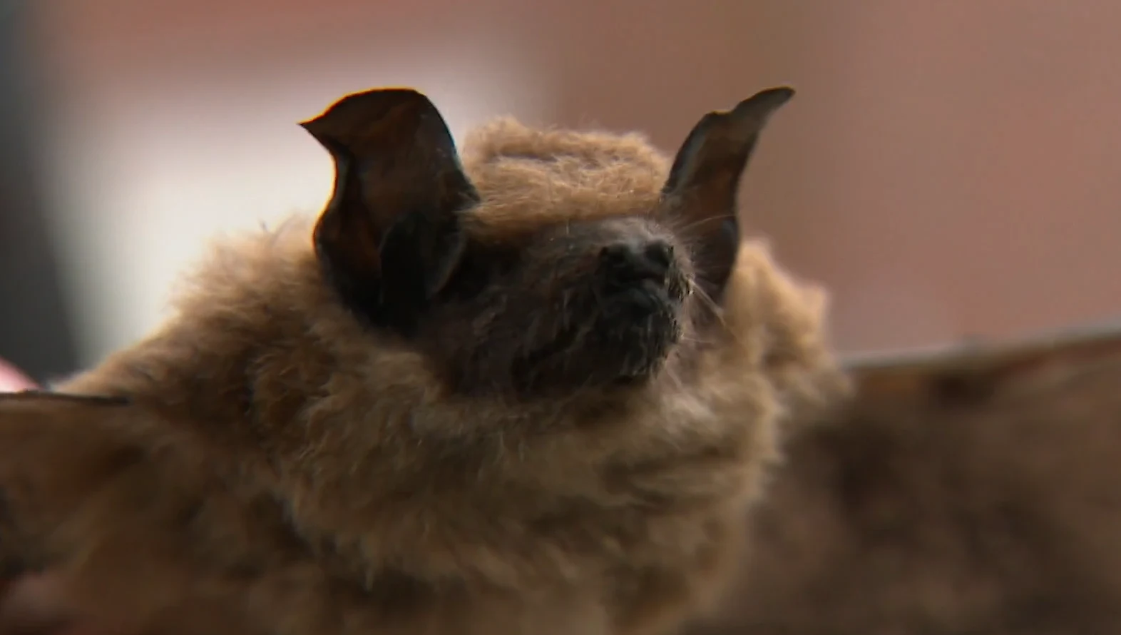 Bijzondere krakers leggen sloopplannen van woningcorporatie Steenwijk stil