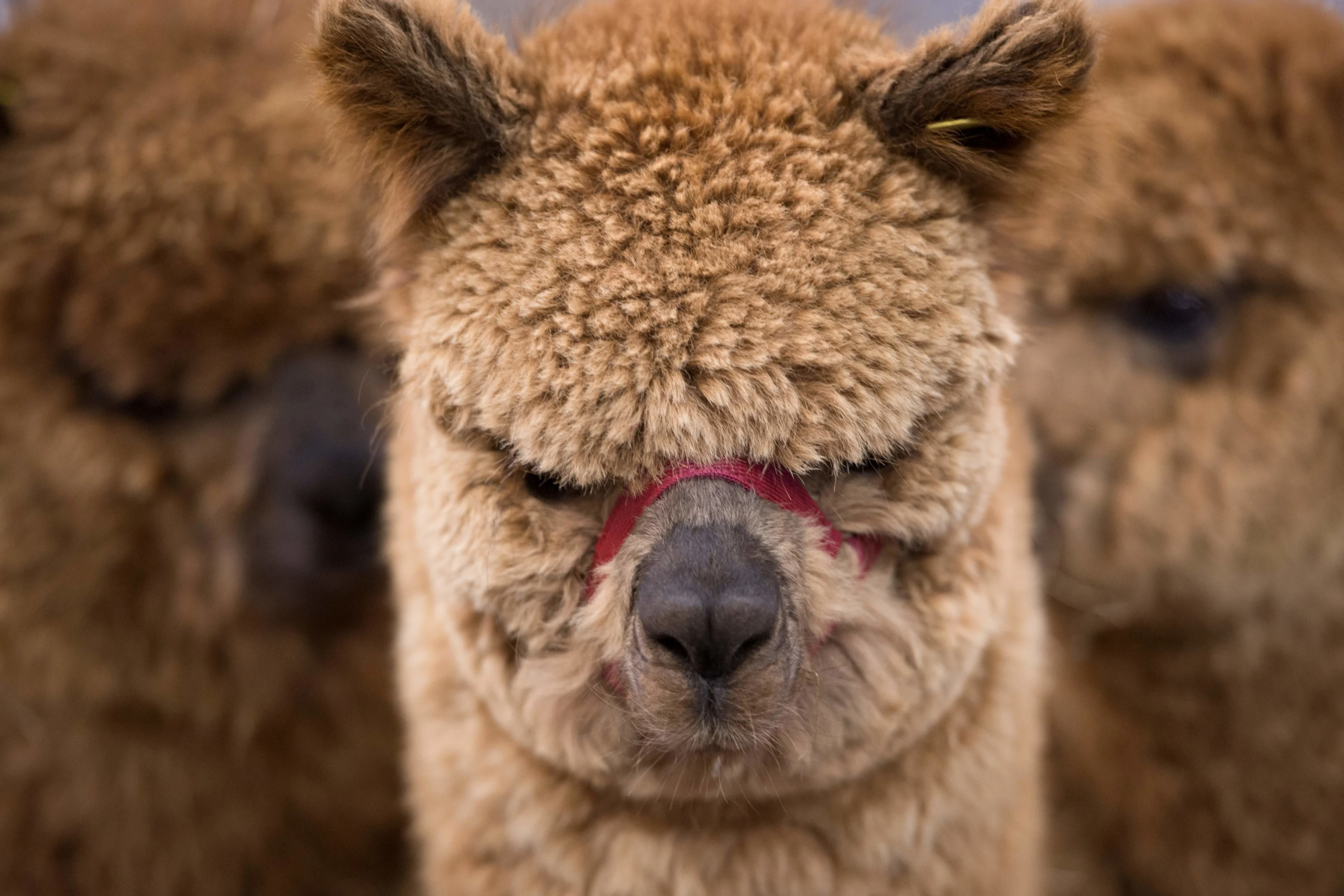 Adopteer een alpaca en help dierenpark door de coronacrisis