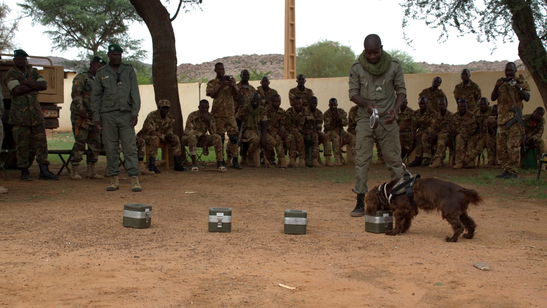 Nederlandse speurhonden naar Nepal in strijd tegen stroperij van rode panda
