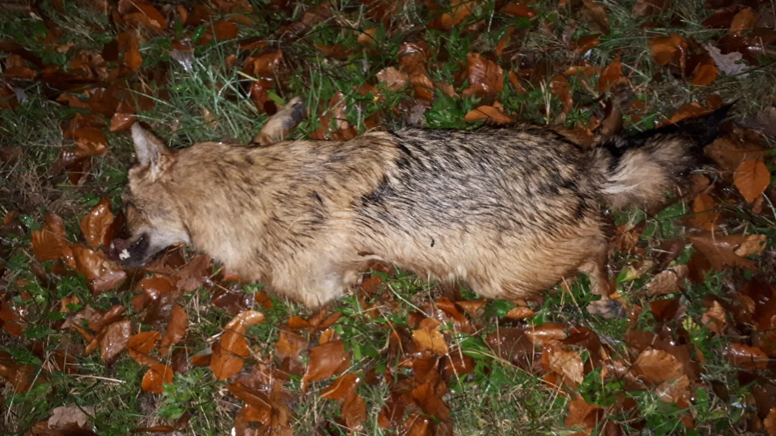 Voor het eerst goudjakhals dood gevonden in Nederland, experts versteld