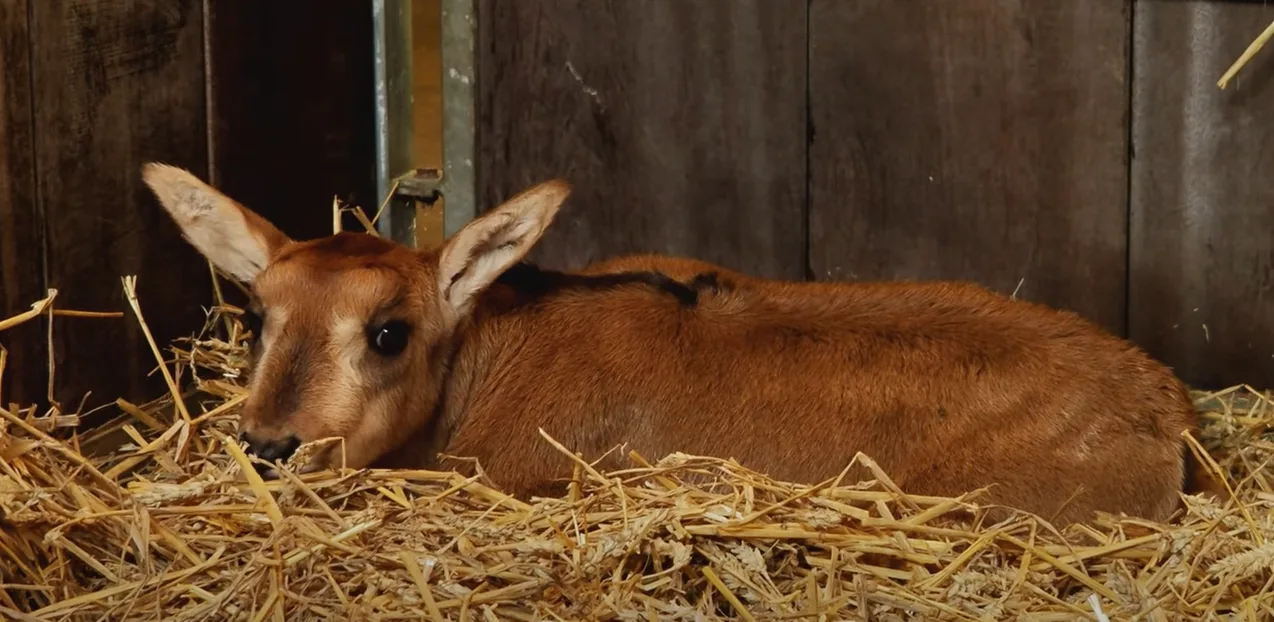 Schattige aanwinst voor Safaripark Beekse Bergen: 'De enige in Nederland'