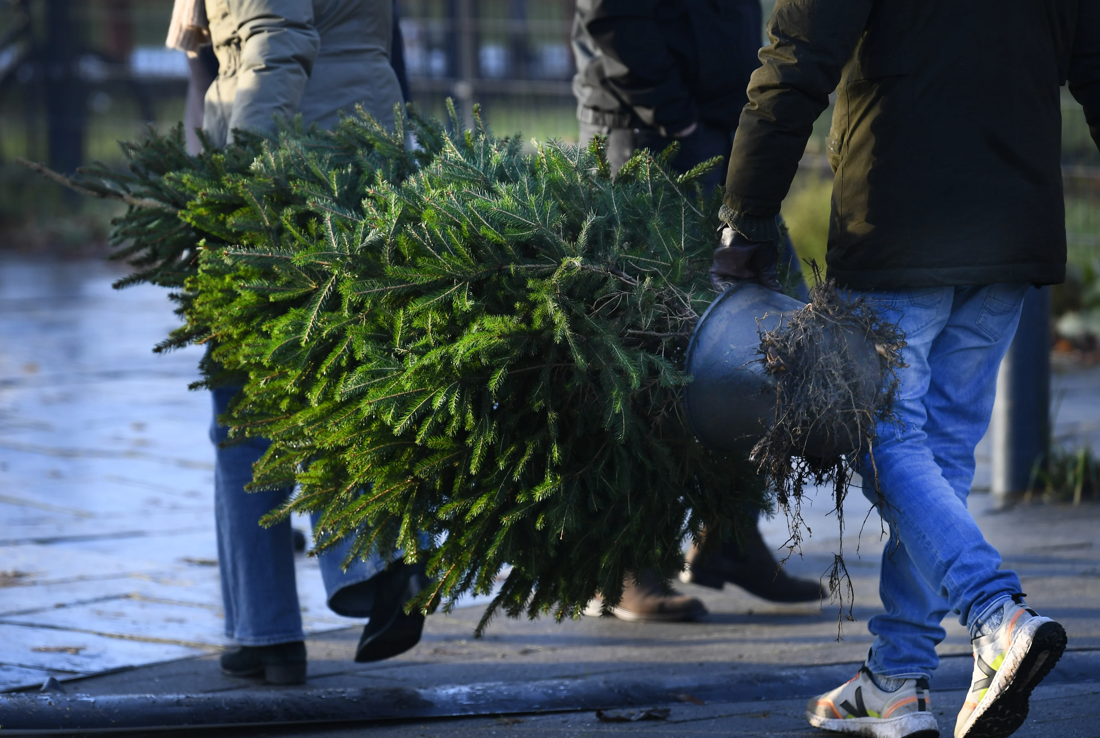 Kerstboombranche: 'Straks ook nog markt voor oranje gespoten kerstbomen'