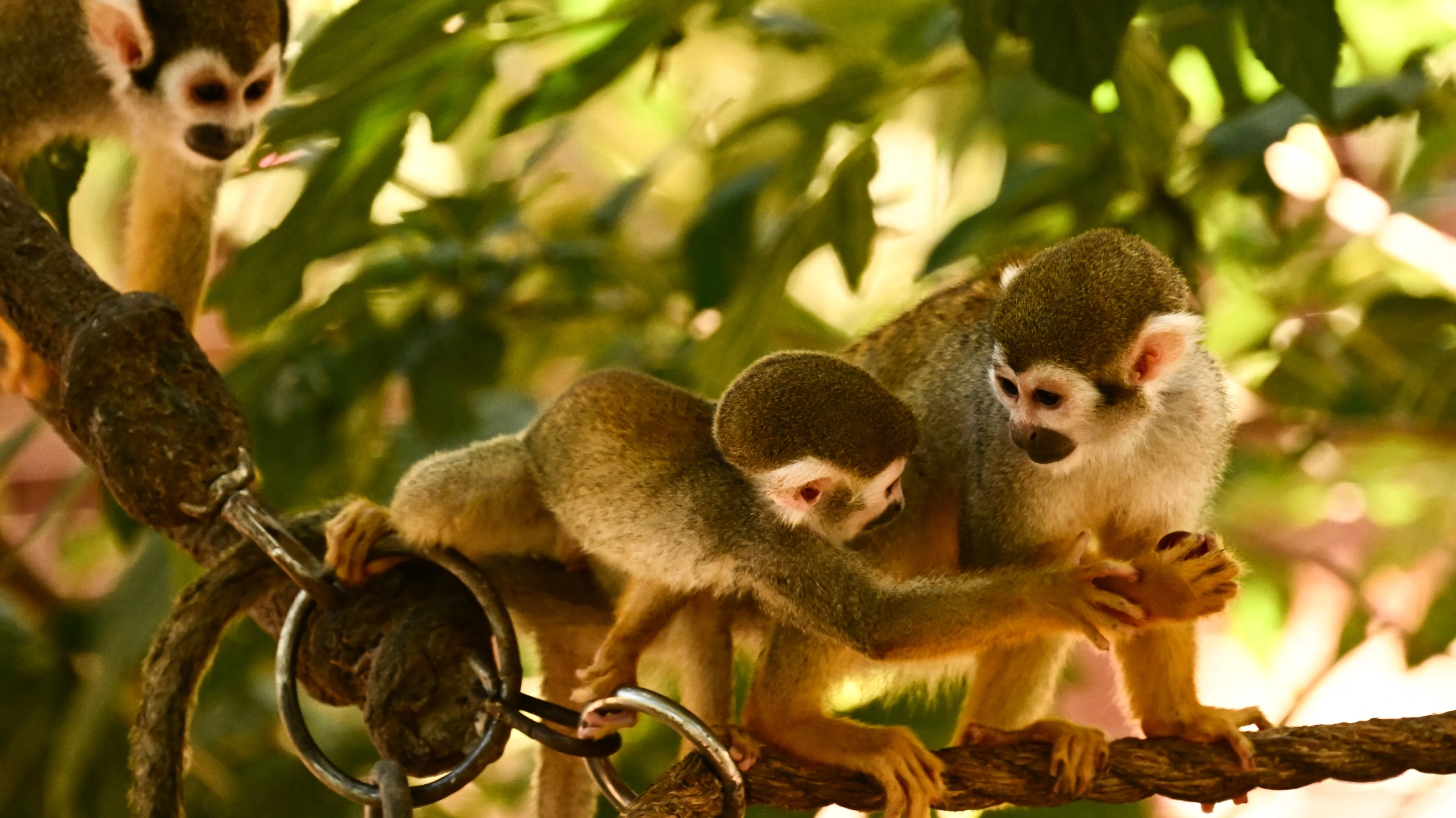 Alle doodshoofdaapjes ZooParc Overloon dood bij verwoestende brand