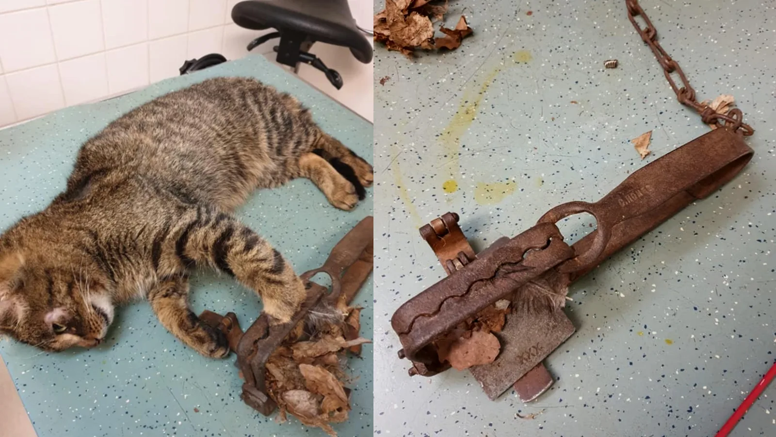 Jonge kater stapt in verboden vossenklem en raakt mogelijk pootje kwijt