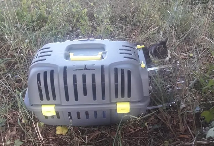 Kitten gedumpt in Enschede: 'Dit is echt niet nodig'