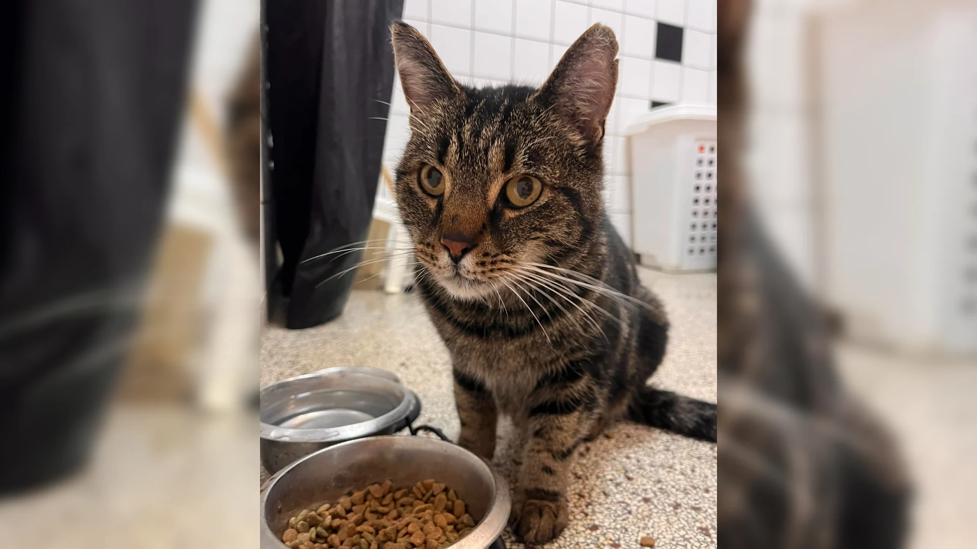 Buurtkat Fred, die voor tweede keer ontvoerd was, na maanden teruggevonden