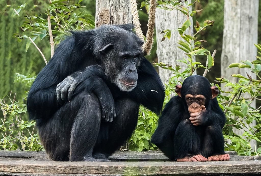 Safaripark Beekse Bergen rouwt om dood jonge chimpansee Gerrit