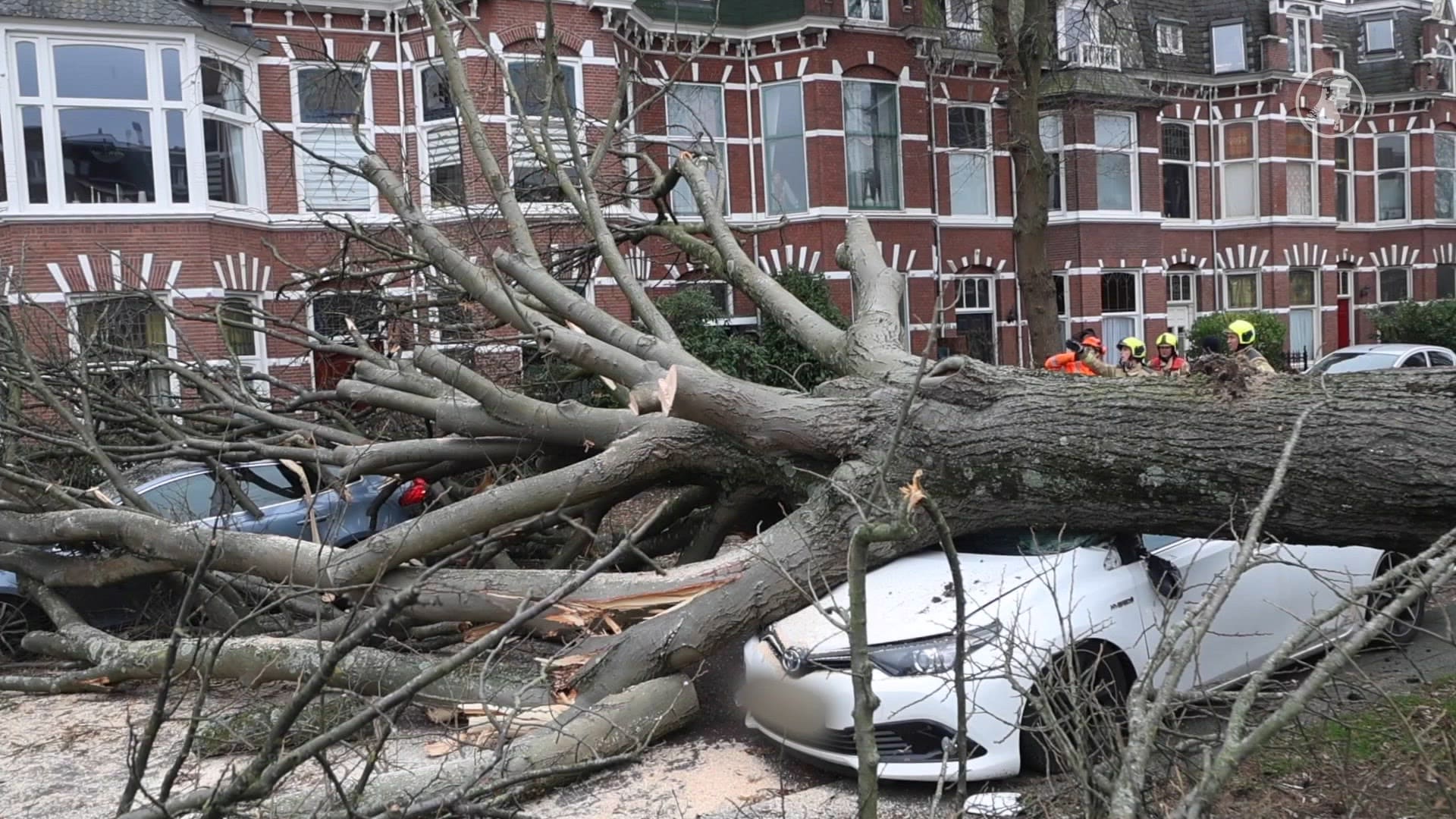 Geen storm, toch schade: grote boom waait om op auto's Den Haag