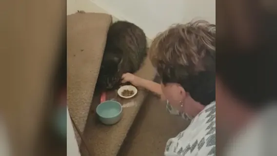 Uniek: vermiste kat Merlijn na dertien jaar terug bij baasje Carla