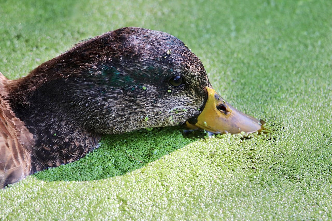 Weer lugubere dierenmoorden in Capelle: 'Teller staat nu op 22'