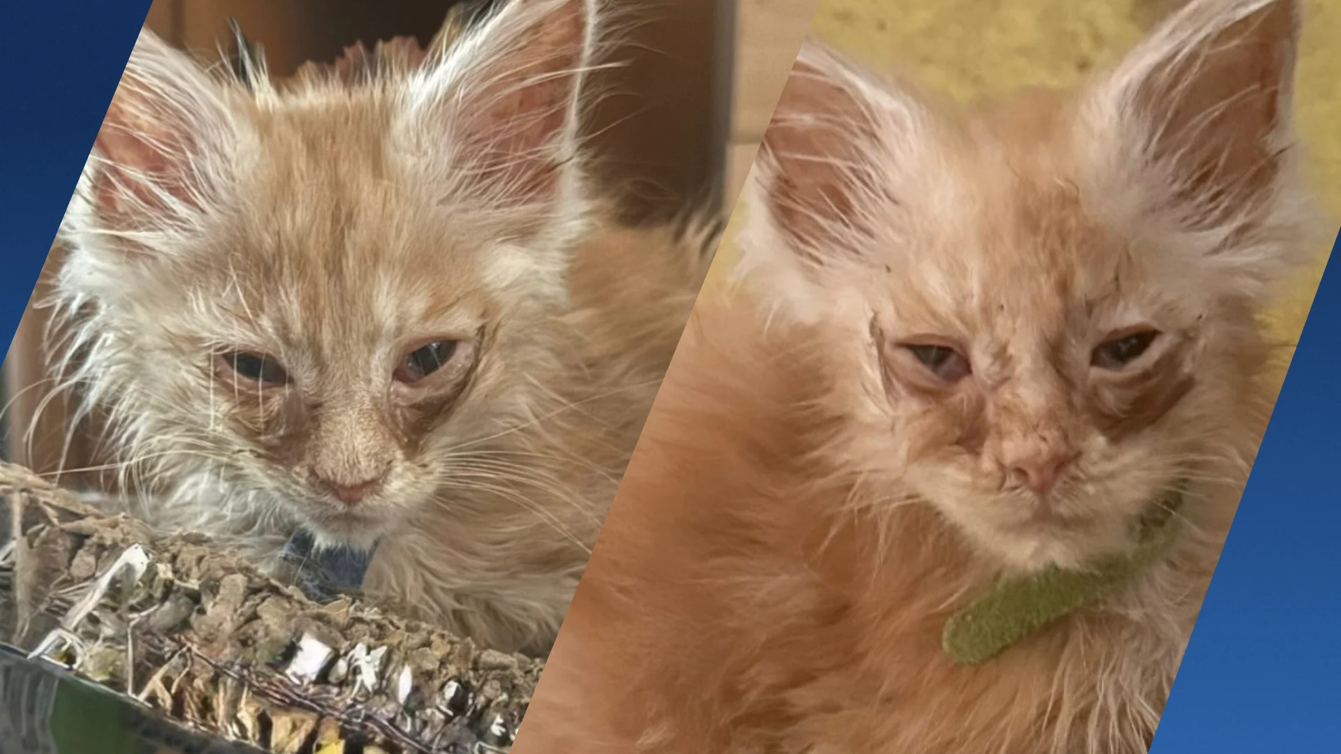 Tientallen verwaarloosde, zieke katten in beslag genomen in Rotterdam