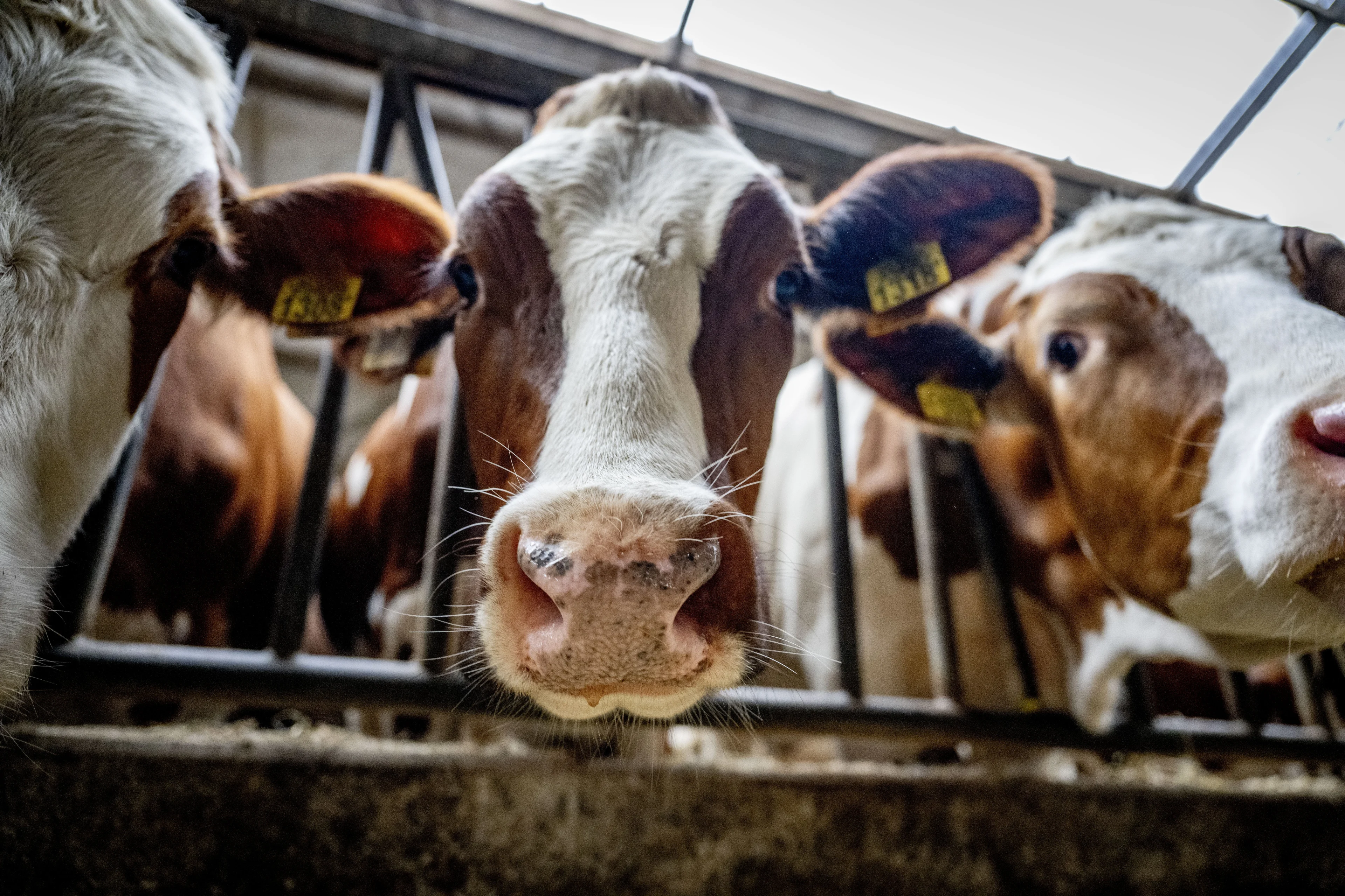 Wakker Dier naar rechter om strengere straf voor mishandeling vee