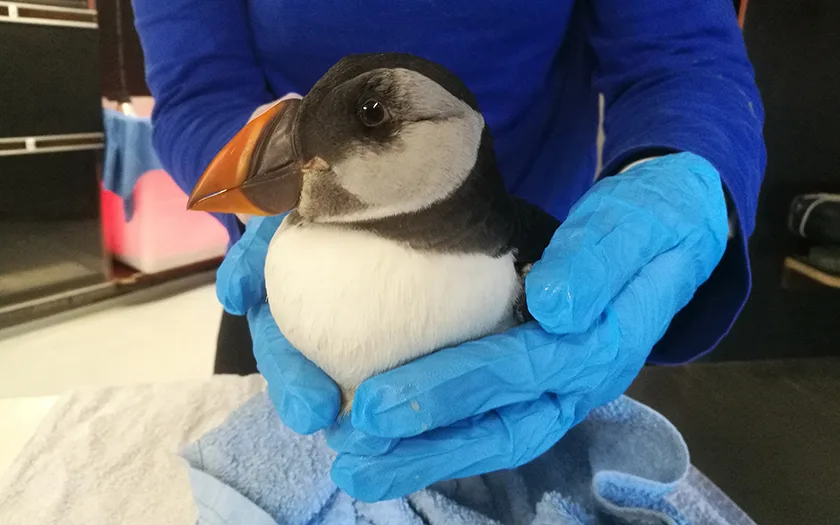 Opnieuw gestrande papegaaiduikers gespot bij Nederlandse kust