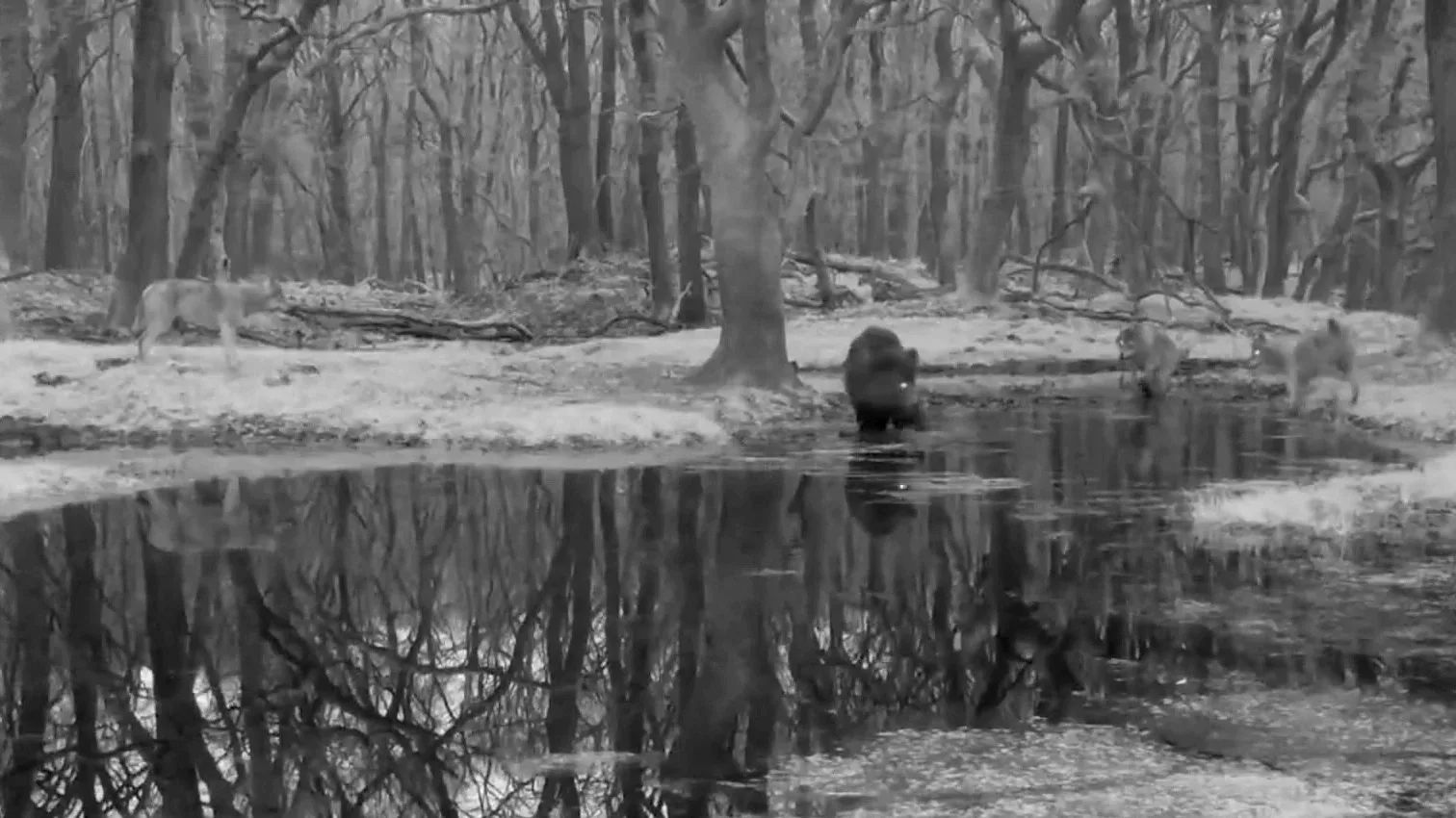 ZIEN: Vijf wolvenwelpjes oefenen jacht, omsingelen en besluipen zwijn