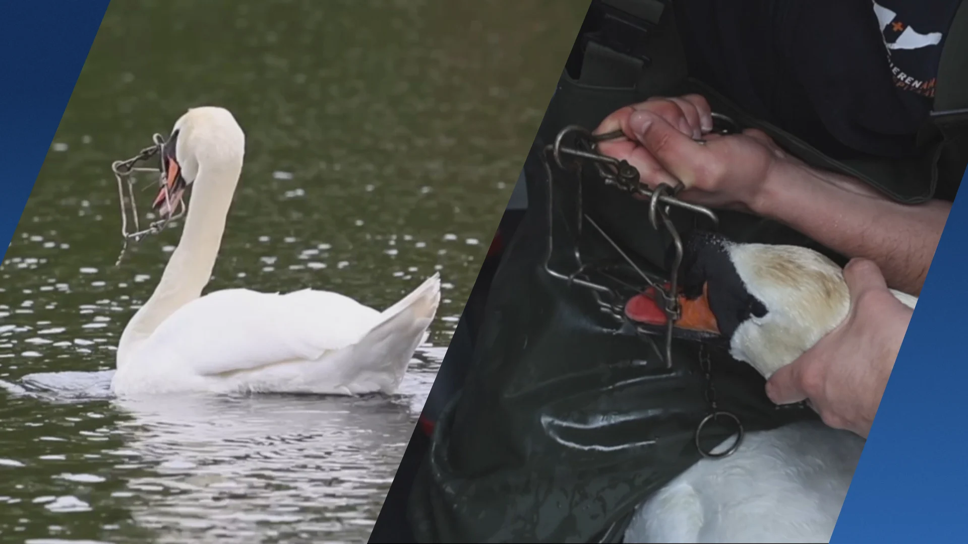 Dierenambulance redt gewonde zwaan die vastzit met muskusrattenklem