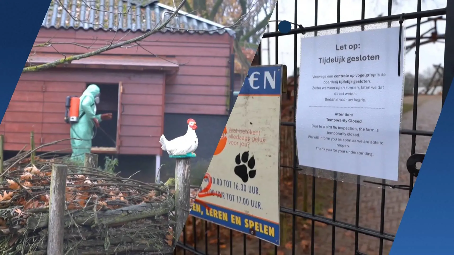 Honderd vogels geruimd bij kinderboerderij Nijmegen: 'Ik mis de tok van de kippen'