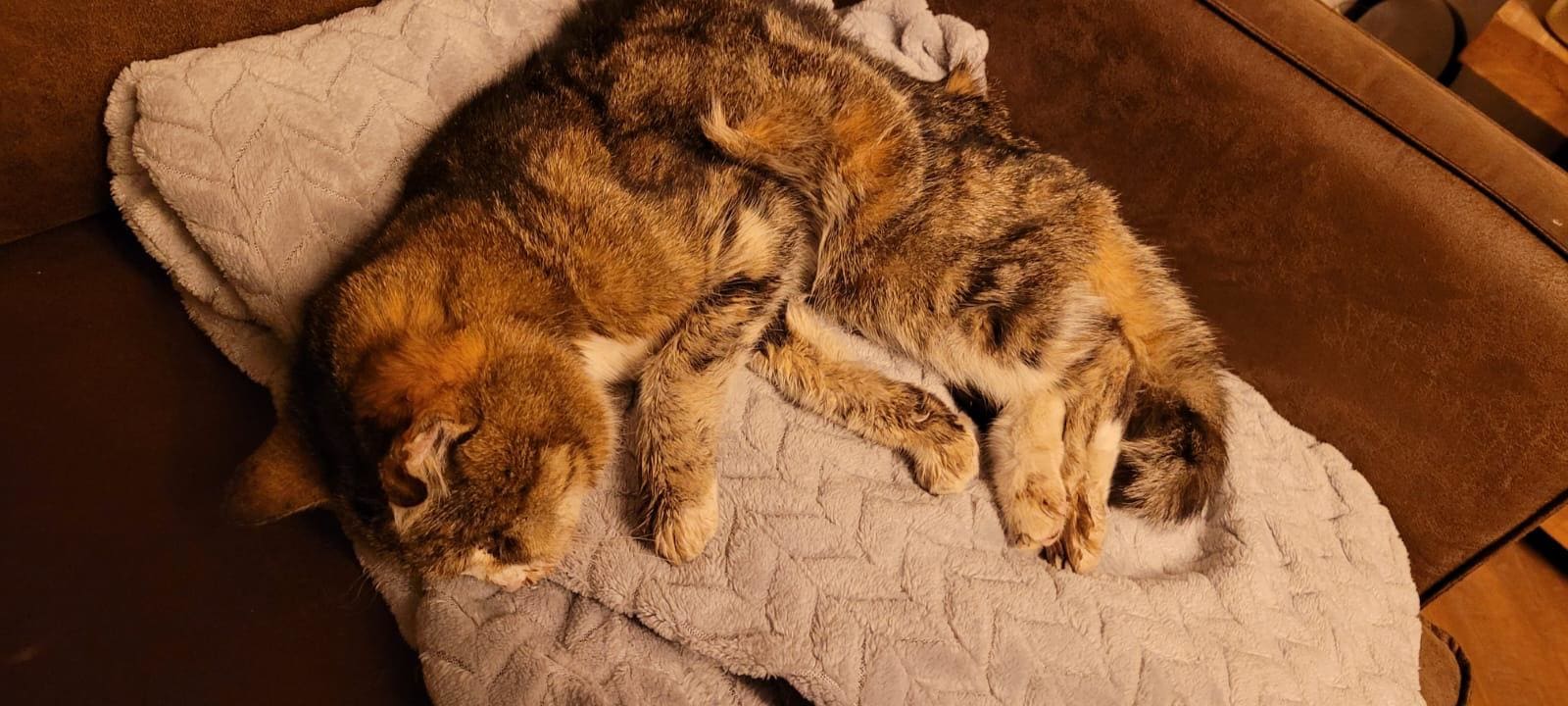 Ernstig vermagerde kat ingeslapen in Kockengen: 'Viel van ellende uit elkaar'