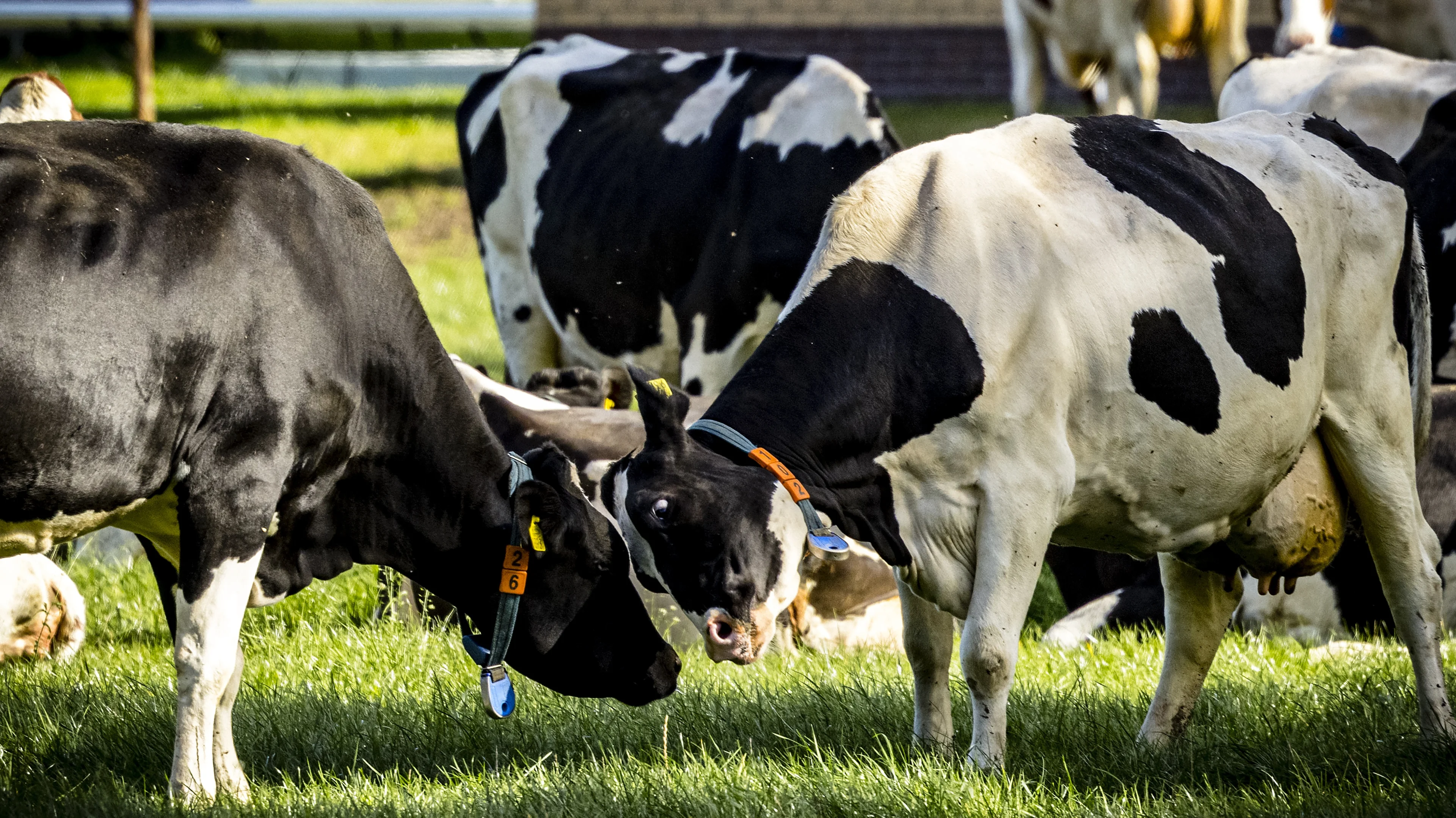 Advies Europese Commissie aan Nederland: koop boeren verplicht uit