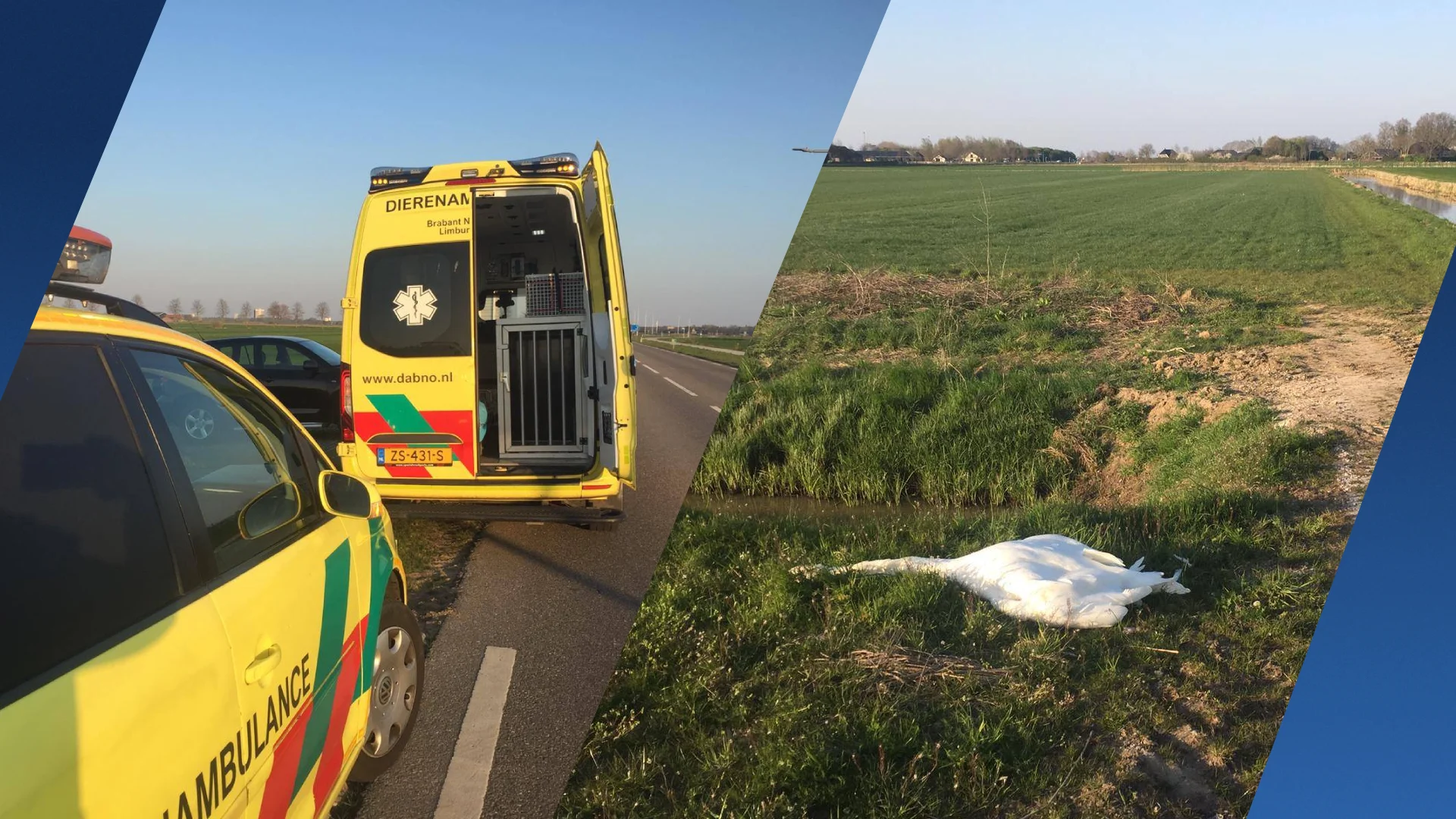 Zwaan bewust doodgereden door man op tractor